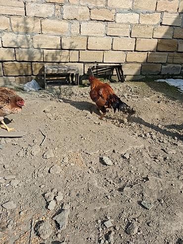 kənd toyuqu: Toyuq cücələri, Ətlik — 1