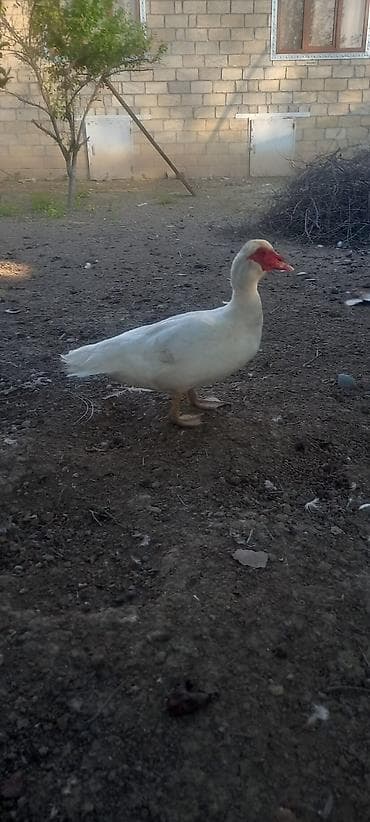 Erkək, | Lal ördək, Damazlıq