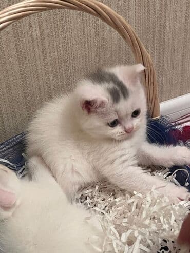 it pişik: Şotland yastı qulaq — 17