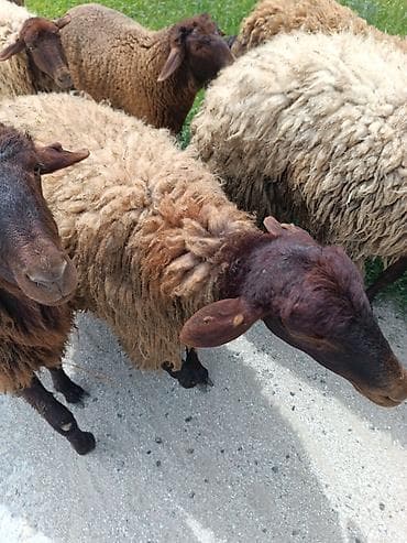 boğaz qoyun: Sehdir bogazdi — 2