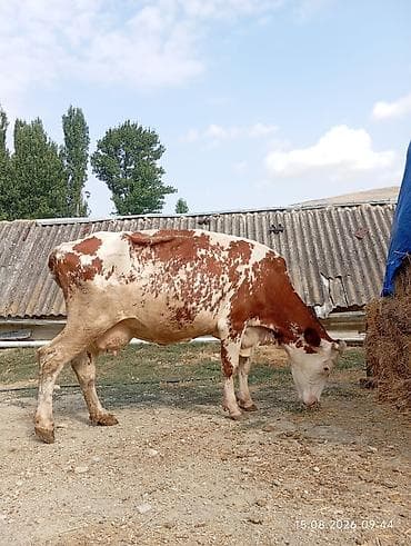 toyuq cuce satisi: Самка, Simental, лет: 3, 650 кг, Для молока, Самовывоз — 7