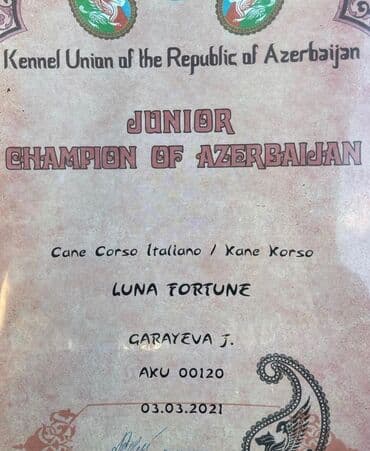 хомяк цены: Кане-корсо, 3 месяца, Самец, С родословной — 12