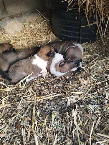 saanen kecilerinin satisi: Gözləri təzə açılıb çoban iti balalarıdı atasıda anasıda şəkildəkidi — 2
