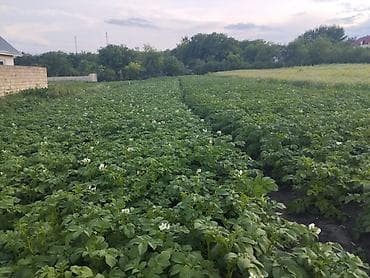 tecili satılan evler: Bakı, 100 kv. m, 2 otaqlı, Hovuzsuz, İşıq — 3