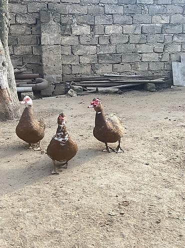 K/t heyvanları və malları: Erkək, Damazlıq — 8