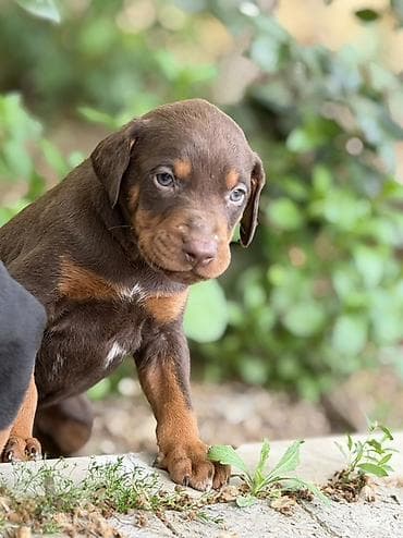 doberman satilir: Doberman, 1 ay, Ünvandan götürmə — 8