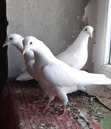 ebabil quşu: 5 manatdan 3 dene tutulma var istiyen olsa vatsapa yazar vidyosunu — 4