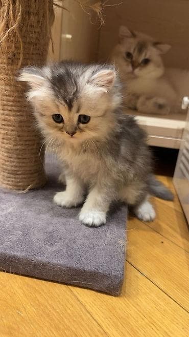 Şinşilla, Dişi, Yaxşı əllərə, Pulsuz çatdırılma