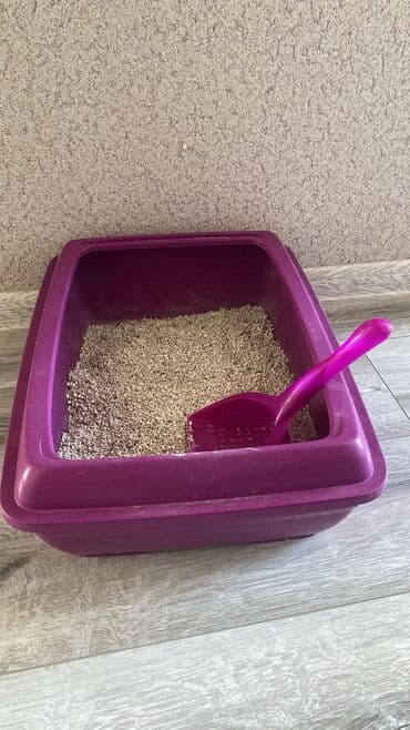 balaca pişiklər: Britan yastı qulaq, Erkək, Dişi — 5