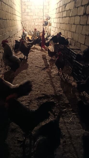 fizan toyuqlari: Toyuq, Yumurtalıq — 7