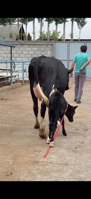 simental inekleri: Südlük inək buzovu ilə birlikdə - Cins: qara-ağ (Holşteyn tipli — 4