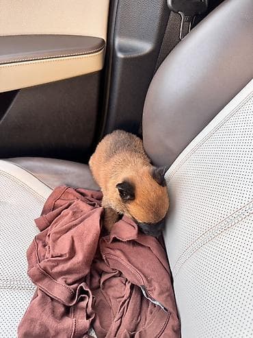 kangal itleri: Belçika Malinua (Malinois satilir)Balaca it balası – qara-şabalıdı — 2