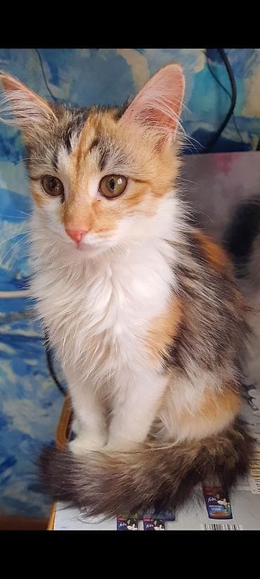 pişik pers: Dişi, Yaxşı əllərə — 2