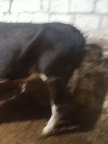 Inəklər, öküzlər: Dişi, Holsteyn, il: 2, 500 kq, Ətlik — 3