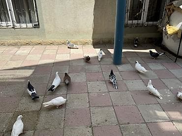 goyərcin barter: Məhsul: Ev şəraitində saxlanılan göyərçinlər və taxta göyərçin yuvası — 1
