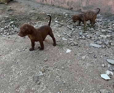 pitbul balası: Pitbul, 1 ay — 6