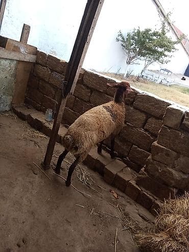 dişi qoyun: Dişi quzu satılır istəyən olsa yazsın videosunu atım baxın real — 7