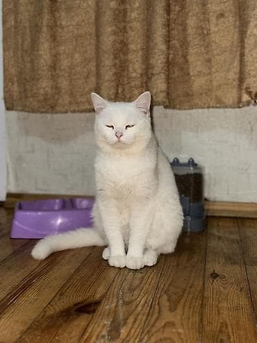 Balıqlar: Yaxşı əllərə — 3