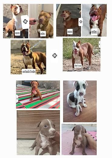 gence itler: Pitbul — 4