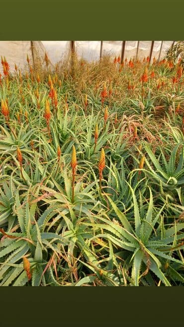 Çöl bitkiləri: Bu təsvirdəMüalicəvi aloe və Aloe vera bitkiləri təsvir edilmişdir — 4