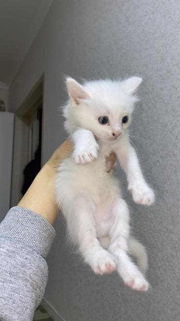 kirpi heyvan: Yaxşı əllərə — 2