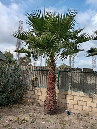 adəm ağacı: Dekorativ palma ağacı Vaşinqton palmasi satilir hündürlüyü 4 metir 2 — 4