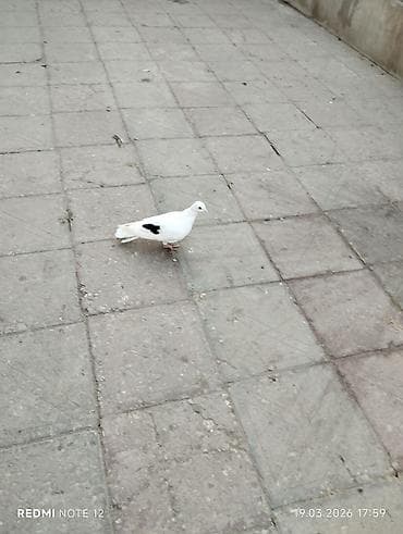 Çep 1 tərəfli Bakı quşu.12 tük Tutulmadi.Tam sağlamdir