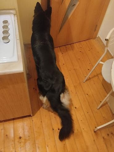 goyercin satisi: Alman çoban iti, 6 ay, Dişi, Peyvəndli, Ödənişli çatdırılma — 4