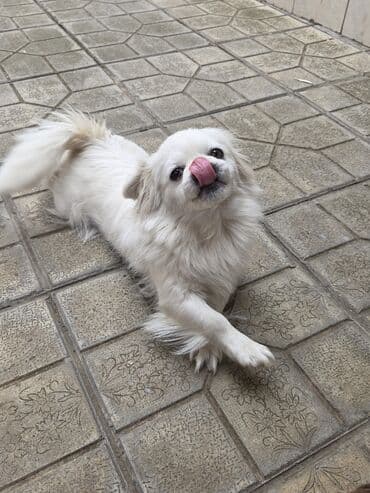 породистые собаки в добрые руки: Pekines, Dişi — 5