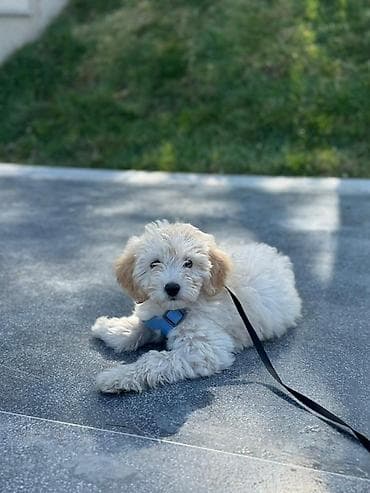 çoban itleri: Pudel — 1