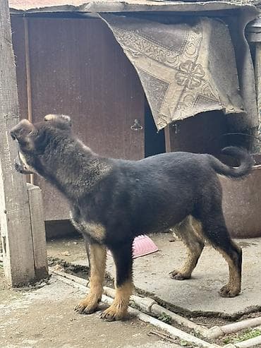 afçarka itləri: 4 aylığdı qeşey hürmeyi var həyəti, heyvanları, sahiblərni, cox yaxşı — 4