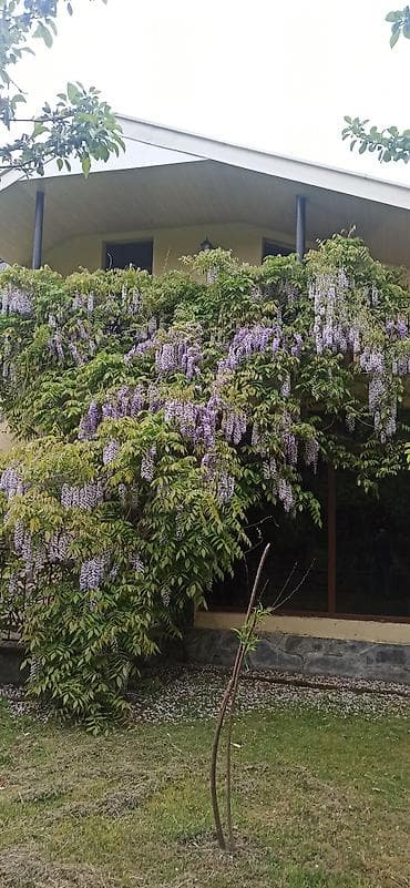 maral buynuzu bitkisi: Visteriya gülün köklü cilingləri satılır 1 metr 2 metr 3 metrəlik — 1