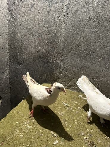 Alfa Romeo: Kom 10 nan — 6