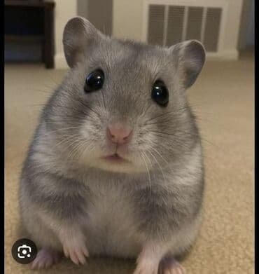 su donuzcuğu: Məhsul: Cırtdan xomyaklar (hamster) Təsvir: - Kiçik ölçülü, evdə — 2