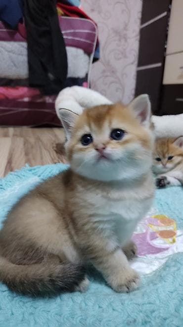 keci seki: Qızıl şinşilla, Erkək, Yaxşı əllərə, Ünvandan götürmə — 2