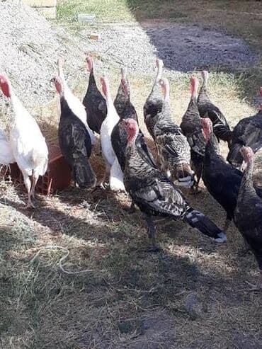 Erkək, Ətlik lalafo.az -da Erkək, Ətlik