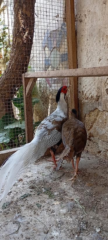 tovuz quşları: Gümüş Fazan cütü - Növ: Gümüş fazan (Silver Pheasant), 1 erkək və 1 — 4