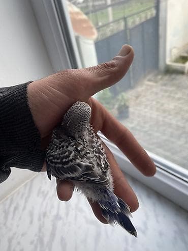 quşlar: Salam hamıya gördüyünüz bala quşlar satılır əsil ələ öyrediləsi — 2