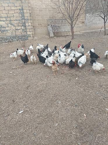 Göyərçinlər: Salam temiz saqlam yumurtlayan toyuqlar bu il başlıyıblar hamısı bir — 1