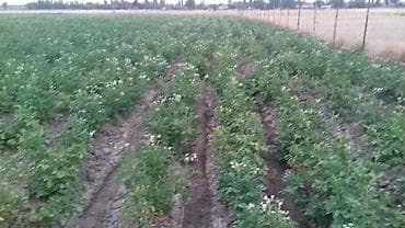 237 sot, Kənd təsərrüfatı, Mülkiyyətçi, Kupça (Çıxarış)