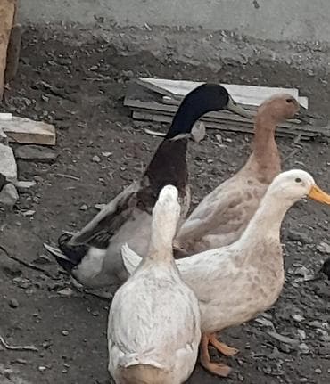ordek satisi: Tam saglam ordeklerdi Kocle elaqeli ucuz satilir — 2