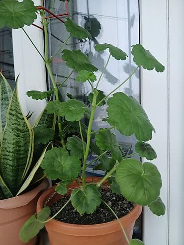 Pelargonium (qırmızı/yumurta formalı yarpaqlı geranium) – saksıda otaq — 1