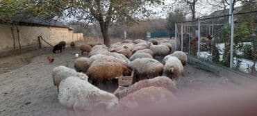 Qoyun sürüsü satılır. ümumi 80 baş 60 quyun 10 yay quzusu 10 lalafo.az -da Qoyun sürüsü satılır. ümumi 80 baş 60 quyun 10 yay quzusu 10
