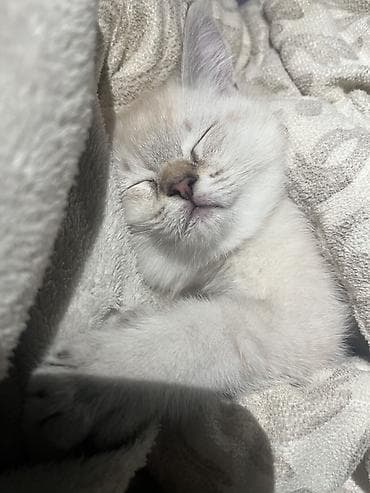 Gəmiricilər: Şinşilla, Dişi, Erkək, Ünvandan götürmə — 3