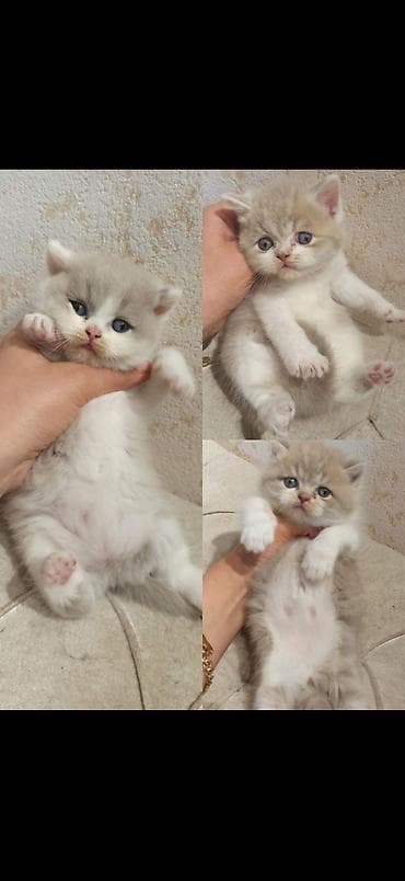 sort pişik: Britan — 4