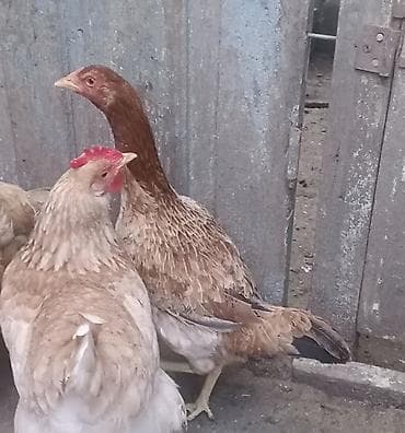 barter toyuq: Xoruz, il: 2, Ödənişli çatdırılma — 4