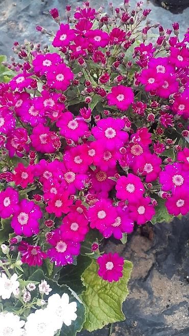 gul adlari: 🌹Senaria gülü topdan ve perakende satışı. 💳SAY çox olsa endirim — 9