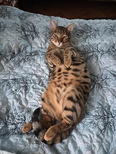 кот: Бенгальская, Самец, В добрые руки, Самовывоз — 1