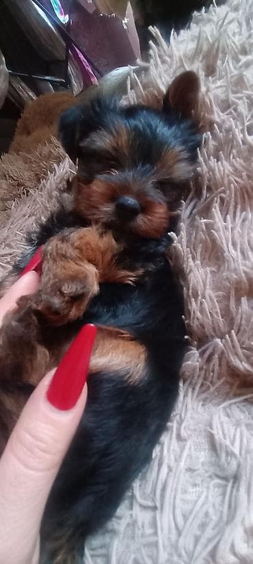 Heyvanlar üçün mallar: Məhsul: Yorkşir ter yer balası Qiymət: 400 AZN (şəkildə göstərilib) — 3