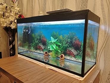 Dördbucaq akvarium, Boş, 100 l lalafo.az -da Dördbucaq akvarium, Boş, 100 l